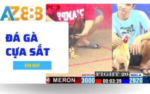 Đá Gà Cựa Sắt - Hình Thức Cá Cược Được Ưa Chuộng Nhất Tại AZ888